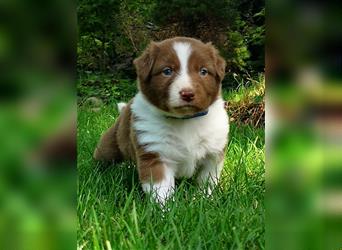 Reinrassige Australian Shepherd Welpen mit Ahnentafel