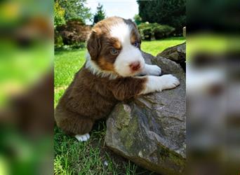 Reinrassige Australian Shepherd Welpen mit Ahnentafel