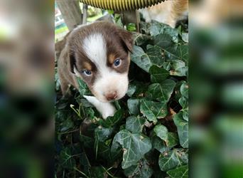 Reinrassige Australian Shepherd Welpen mit Ahnentafel