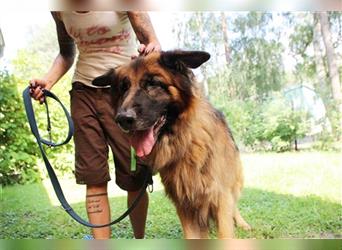 Felix, Altdeutscher Schäferhund, geb. 2018, feiner Familienhund su. liebevolle, hundeerfahrene Mensc