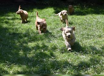 NOCH WELPEN FREI ! Goldendoodle-Welpen aus ganzheitlicher Zucht