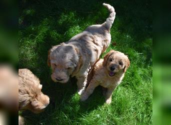 NOCH WELPEN FREI ! Goldendoodle-Welpen aus ganzheitlicher Zucht