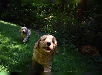 NOCH WELPEN FREI ! Goldendoodle-Welpen aus ganzheitlicher Zucht