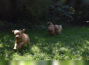 NOCH WELPEN FREI ! Goldendoodle-Welpen aus ganzheitlicher Zucht