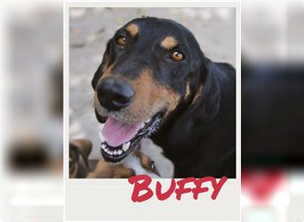 Buffy - liebe Hündin