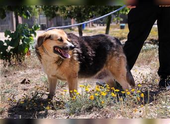 Tieta, Mix Schäferhund / Berner Senne / Collie , lieb und verträglich