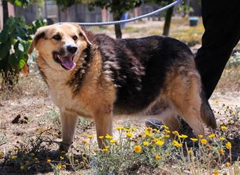 Tieta, Mix Schäferhund / Berner Senne / Collie , lieb und verträglich