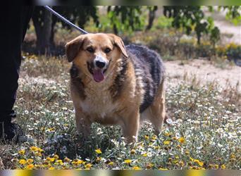 Tieta, Mix Schäferhund / Berner Senne / Collie , lieb und verträglich