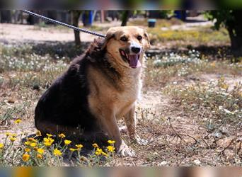 Tieta, Mix Schäferhund / Berner Senne / Collie , lieb und verträglich