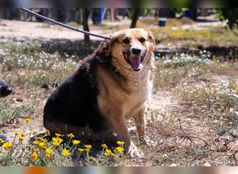 Tieta, Mix Schäferhund / Berner Senne / Collie , lieb und verträglich