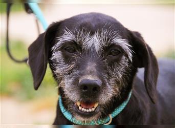 Pontus, Mix Labrador / Podengo, lieb und verträglich