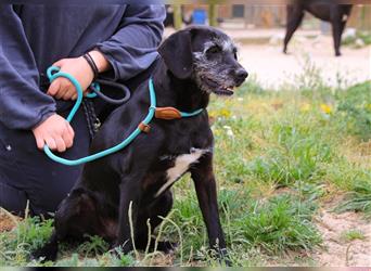 Pontus, Mix Labrador / Podengo, lieb und verträglich