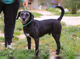 Pontus, Mix Labrador / Podengo, lieb und verträglich