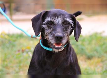 Pontus, Mix Labrador / Podengo, lieb und verträglich