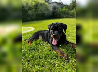 Rottweiler Welpe