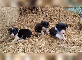 Border Collie Welpen