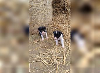 Border Collie Welpen