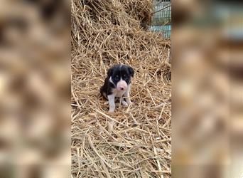 Border Collie Welpen