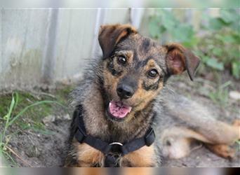 Smartie, Pinscher Terrier-Mix, geb. 2023, lieber selbstbewusster Jungrüde