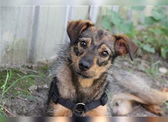 Smartie, Pinscher Terrier-Mix, geb. 2023, lieber selbstbewusster Jungrüde