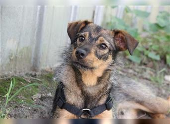 Smartie, Pinscher Terrier-Mix, geb. 2023, lieber selbstbewusster Jungrüde