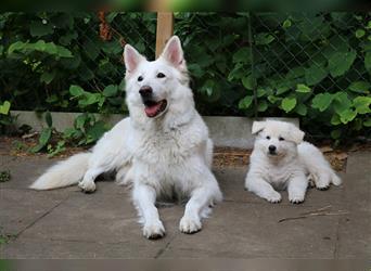 Weiße Schweizer Schäferhund- Welpe Ben,  langhaar, VDH