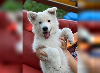 Weiße Schweizer Schäferhund- Welpe Ben,  langhaar, VDH