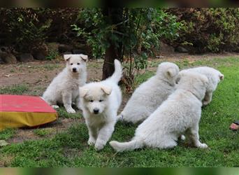 Weiße Schweizer Schäferhund- Welpe Ben,  langhaar, VDH