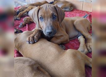 Süße Rhodesian Ridgeback Welpen