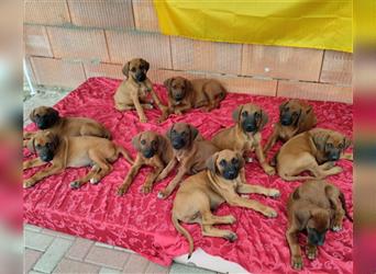 Süße Rhodesian Ridgeback Welpen