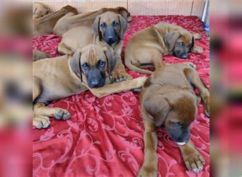 Süße Rhodesian Ridgeback Welpen