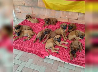 Süße Rhodesian Ridgeback Welpen