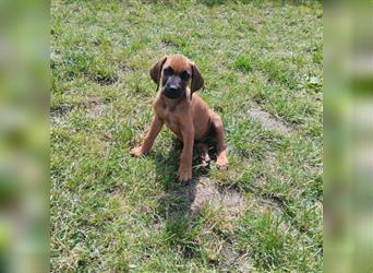 Süße Rhodesian Ridgeback Welpen