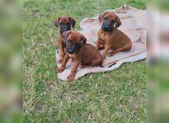 Süße Rhodesian Ridgeback Welpen