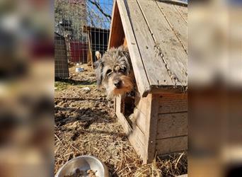 Rebeca - zauberhafte Schnauzermixhündin sucht liebevolles Zuhause