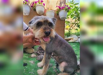 Rebeca - zauberhafte Schnauzermixhündin sucht liebevolles Zuhause