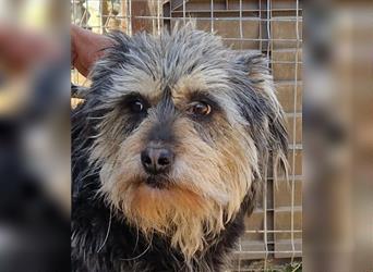 Rebeca - zauberhafte Schnauzermixhündin sucht liebevolles Zuhause