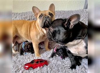 Französische Bulldoggen-Welpen suchen ein liebevolles Zuhause!
