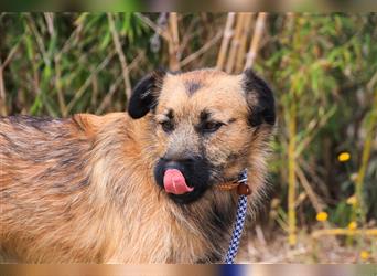 Aster, Mix Schnauzer / Tibet Terrier / Podengo, lieb und verträglich