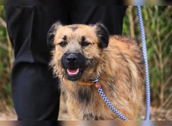 Aster, Mix Schnauzer / Tibet Terrier / Podengo, lieb und verträglich