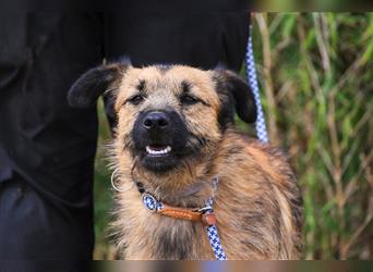 Aster, Mix Schnauzer / Tibet Terrier / Podengo, lieb und verträglich