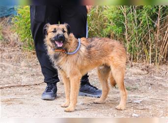 Aster, Mix Schnauzer / Tibet Terrier / Podengo, lieb und verträglich