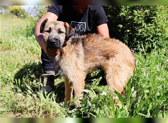 Aster, Mix Schnauzer / Tibet Terrier / Podengo, lieb und verträglich