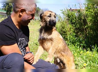 Aster, Mix Schnauzer / Tibet Terrier / Podengo, lieb und verträglich