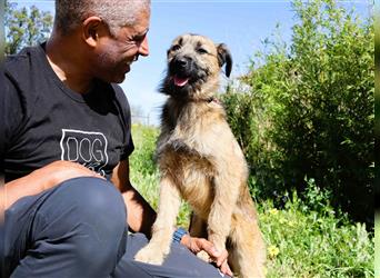 Aster, Mix Schnauzer / Tibet Terrier / Podengo, lieb und verträglich