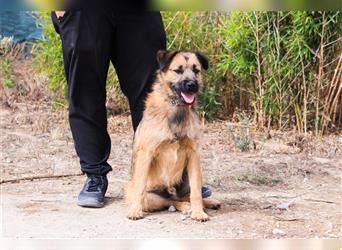 Aster, Mix Schnauzer / Tibet Terrier / Podengo, lieb und verträglich