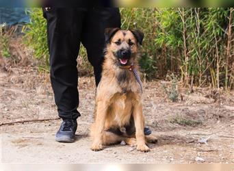 Aster, Mix Schnauzer / Tibet Terrier / Podengo, lieb und verträglich