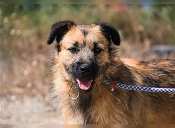 Aster, Mix Schnauzer / Tibet Terrier / Podengo, lieb und verträglich