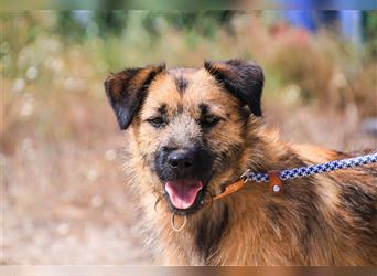 Aster, Mix Schnauzer / Tibet Terrier / Podengo, lieb und verträglich