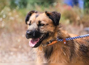 Aster, Mix Schnauzer / Tibet Terrier / Podengo, lieb und verträglich